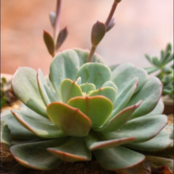 Meet your Posher, Mario - Picture 1 of 1